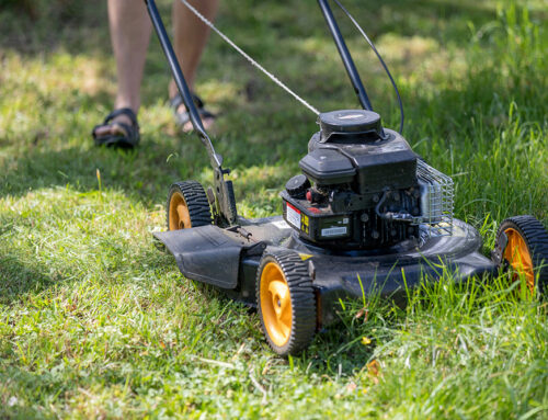 Grass Cutting Opportunity